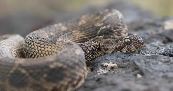Indian Saw Scaled Viper close up, Satara, Maharashtra, India