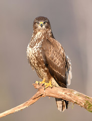 Common buzzard (Buteo buteo)
