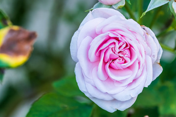 Rose en fleur dans un jardin