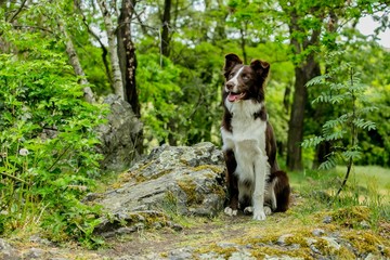 Naklejka na ściany i meble Brown and white border collie dog with its tongue out sitting on a piece of grey rock covered with moss, green trees in background, summer day in a nature