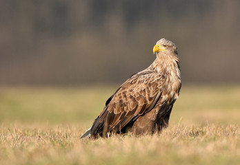 White tailed eagle (Haliaeetus albicilla)