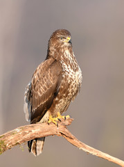 Common buzzard (Buteo buteo)