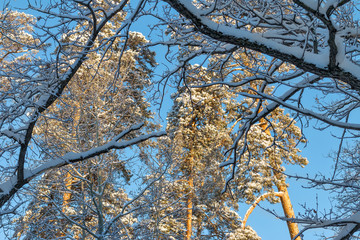 Fototapeta premium Snow covered trees in the forest