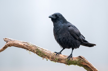 Raven (Corvus corax)