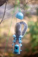 Funny Squirrel Breaks into Bird Feeder