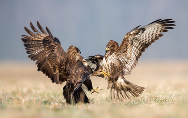 Common buzzards (Buteo buteo)