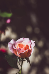 Rose dans un jardin