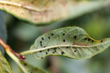 Colony of Black-cherry aphid (Myzus cerasi) on green leaf of cherry (Prunus cerasus)