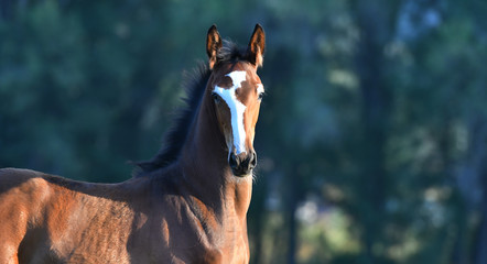 Cute bay foal loking directly into the camera while standing outside. Vertical, side view, portrait.