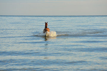 Bay horse runs towards the camera from afar in the blue sea. Horizontal, in the niddle.