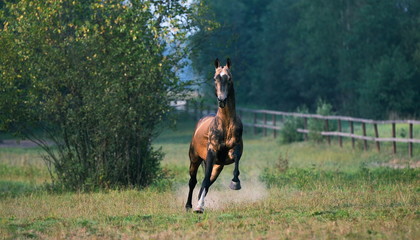 Crazy stallion dashes forward while being in the summer paddock. Horizontal, centered, front view, in motion.