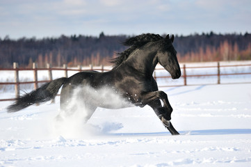 Beautiful friesian horse gallops in the deep snow in winter. Horizontal, side view, in motion.