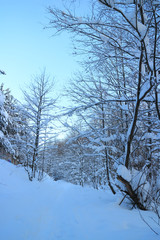 path in a snowy park,  is sunny