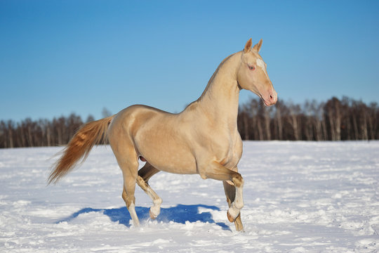 Cremello Akhal Teke stallion runs in trot through winter snowy field, Horizontal, sideways, in motion,