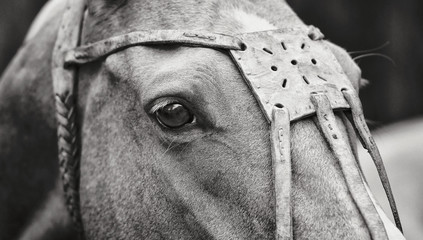 Close up of a horse's head in leather polo halter looking away rotating neck. Horizontal, side view, portrait, black and white.