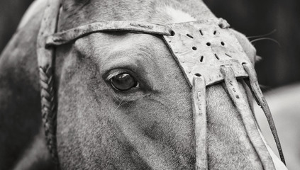 Close up of a horse's head in leather polo halter looking away rotating neck. Horizontal, side...