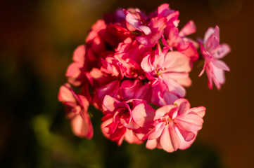 Obraz premium Lovely pink Pelargonium Geranium flowers, close up
