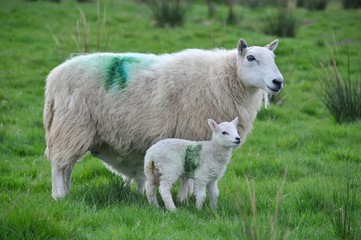 Schaf mit Lamm in Wales, UK