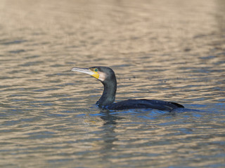 Great cormorant, Phalacrocorax carbo