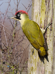 Green woodpecker, Picus viridis