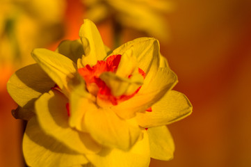 Obraz premium Amazing yellow huge bright daffodils in sunlight. Close-up, macro, perfect image for greeting card