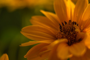 bouquet of bright yellow flowers Heliopsis helianthoides