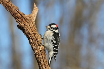 Downy Woodpecker