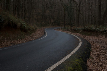 Wonderful forest path with yellow leaves