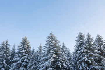 Spruce trees with snow and blue sky