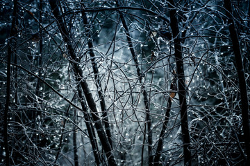 Fototapeta premium water drops on tree branches
