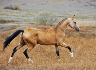 Buckskin Akhal Teke horse runs in canter through an autumn field. Horizontal, side view, in motion.