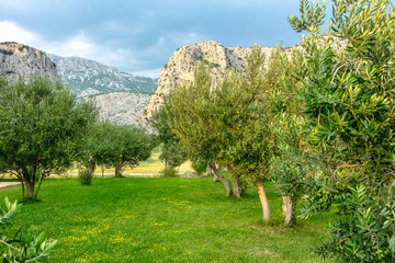Olive garden in Omis, Croatia