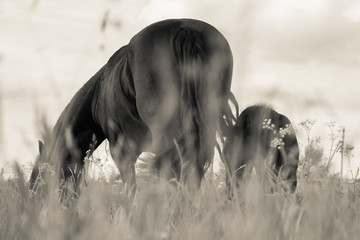 Croup of a horse that is grazing in the field. Horizontal, black and white.