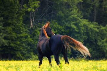 Bay arabian horse stands in the middle of summer field with the back. Horizontal, back view.