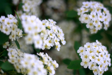 White flowers