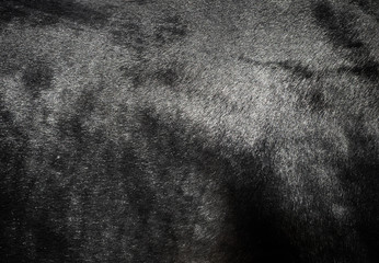 Close up of a black horse coat with short hair. Shiny, clean, abstract background. 