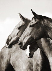 Three horses standing beside each other and looking into the distance. Vertical, portrait, sepia.
