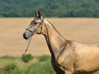 Golden buckskin Akhal Teke stallion in leather show halter with chain standing in the wheat field. Horizontal, portrait, side view.