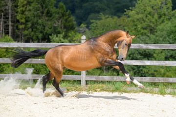 Young and strong Akhal Teke stallion runs forward in gallop in the paddock making clouds of sand...