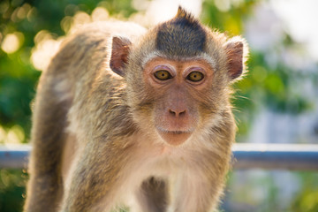 a monkey is on the tree.