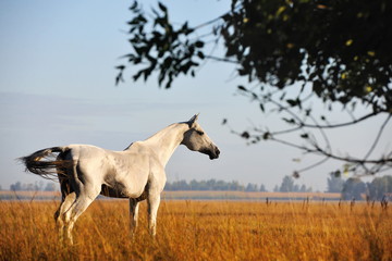 Obraz na płótnie Canvas Light grey Akhal Teke stallion stands in the yellow meadow in autumn and looks in the distance. Horizontal, from the back.