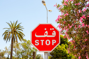 Stop sign on background blooming pink oleander flowers and palm tree, Tunisia, Africa