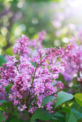 Lilacs