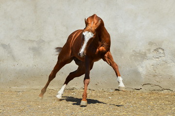 Bright chestnut Akhal-Teke stallion with white forehead plays in the paddock beside gray concrete...