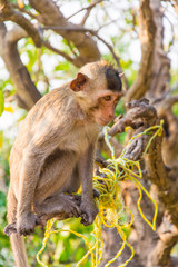 A monkey is climbing on the branch.