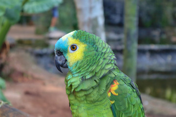 portrait of a parrot