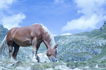 caballo