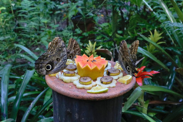 Feeding butterflyes