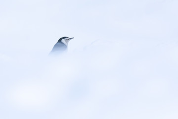 White-breasted Nuthatch (Sitta carolinensis) Obscured in Windy Snowy Landscape
