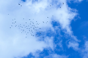 pajaros cielo